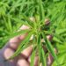Plantação de maconha