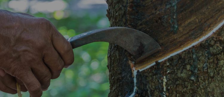 Ciclo da Borracha no Amazonas
