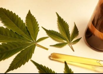 Uso medicinal da Cannabis