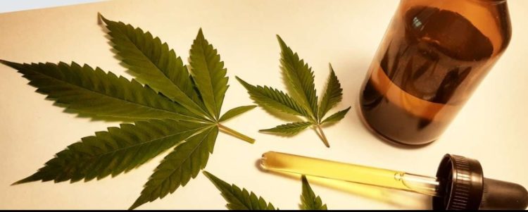 Uso medicinal da Cannabis
