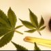 Uso medicinal da Cannabis