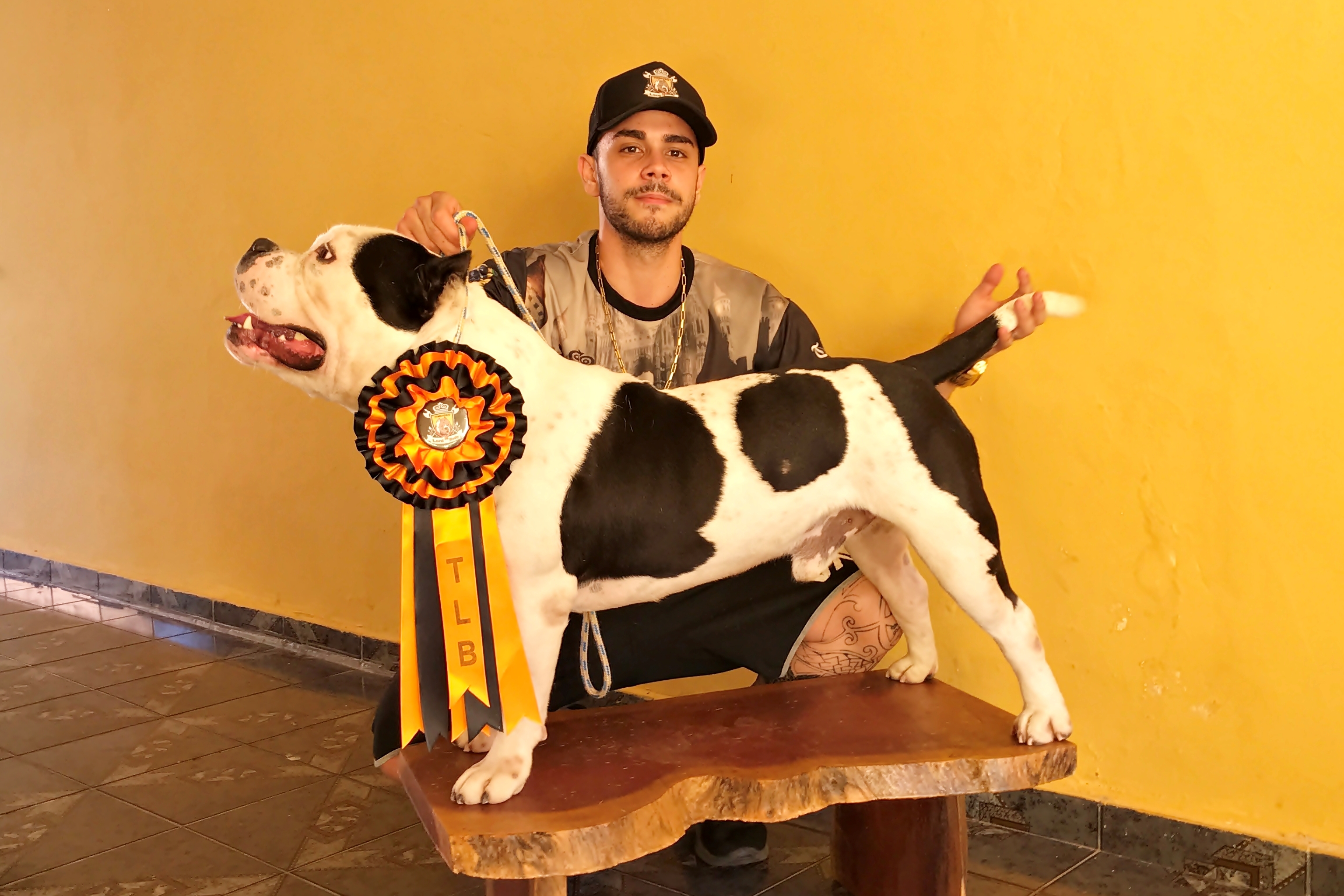 Cachorro campeão em concurso na Venezuela