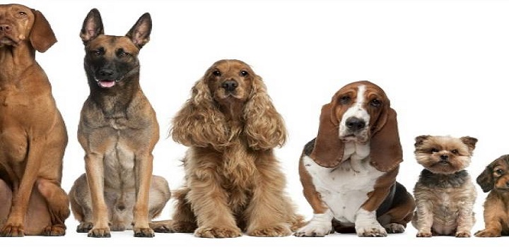 lei que proibe cachorros de latir