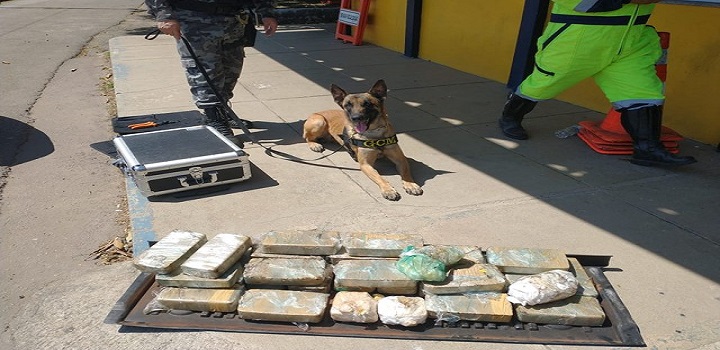 Cão encontra cocaína em operação da PRF na BR 101