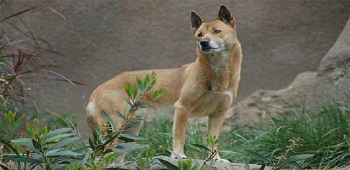 Cão cantor da Nova Guiné