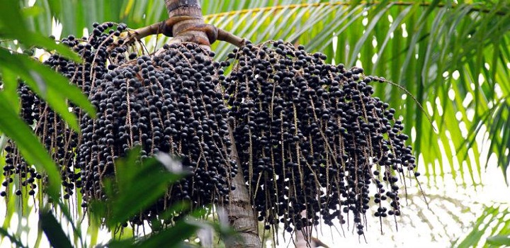 Pesquisadores testam açaí contra sintomas da covid