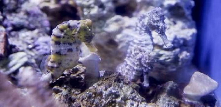 operação para prender quadrilha que vendia animas marinhos ameaçados de extinção