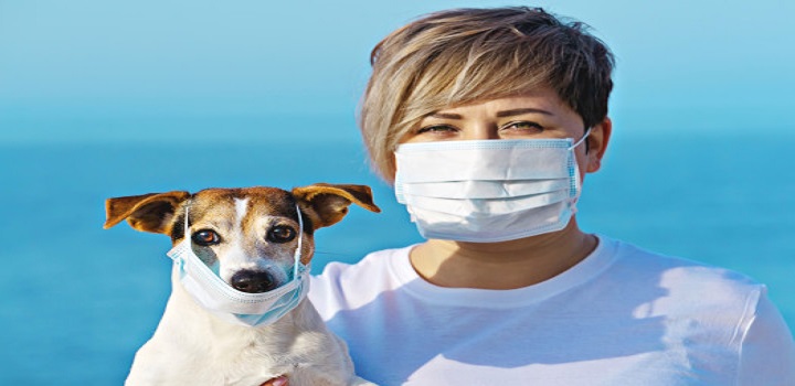 pesquisa covid animais e humanos