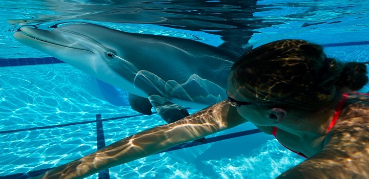 Golfinhos robôs substituirão animais