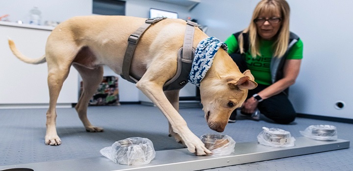 Cães são usados para detectar Covid-19