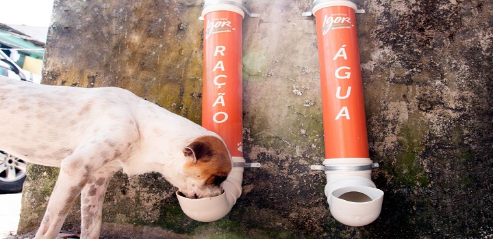 animais de rua doação