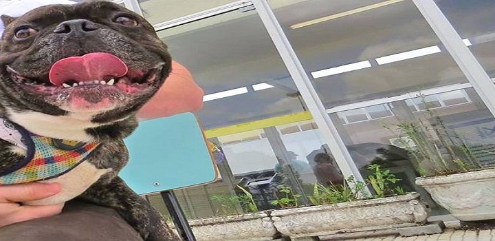 UFPR detecta coronavírus em cães
