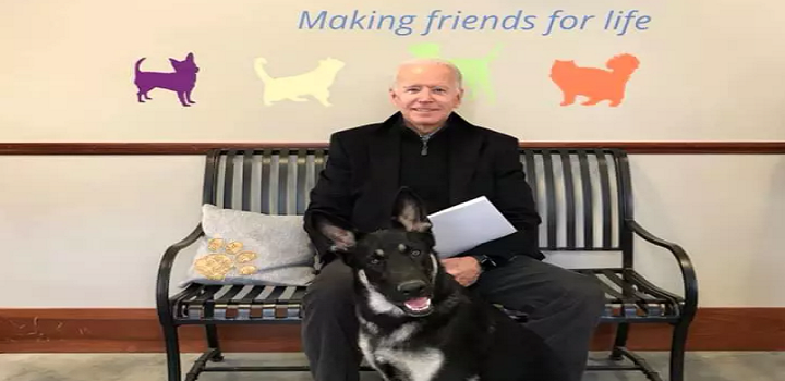 Major Biden, cão adotado em abrigo pela família Biden