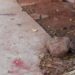 Morre Criança atacada por pitbull em Campos