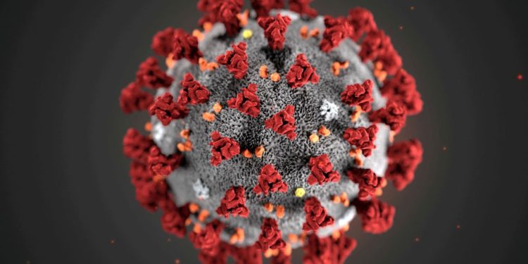 Cepa - Coronavirus Amazonas