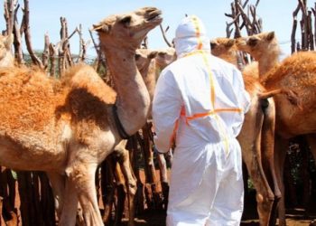 O contato próximo entre camelos e humanos tem o potencial de espalhar Mers — causada por um coronavírus mais mortal, parente da covid-19