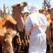 O contato próximo entre camelos e humanos tem o potencial de espalhar Mers — causada por um coronavírus mais mortal, parente da covid-19