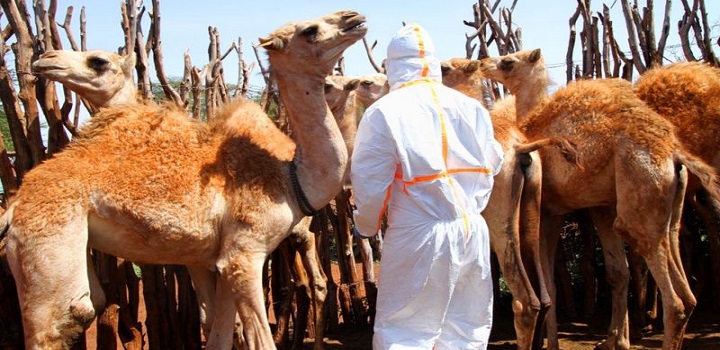 O contato próximo entre camelos e humanos tem o potencial de espalhar Mers — causada por um coronavírus mais mortal, parente da covid-19