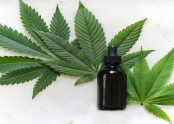 Folhas da planta cannabis sativa, conhecida como maconha, que dá origem ao canabidiol