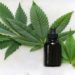 Folhas da planta cannabis sativa, conhecida como maconha, que dá origem ao canabidiol