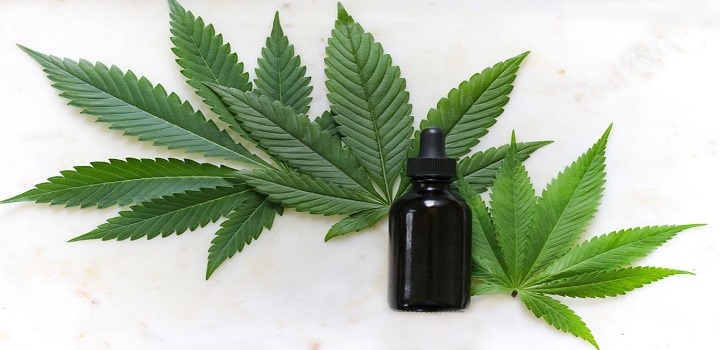 Folhas da planta cannabis sativa, conhecida como maconha, que dá origem ao canabidiol