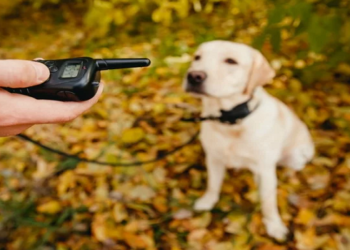 Alerj proibe coleira de choque em cães
