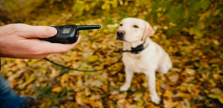 Alerj proibe coleira de choque em cães