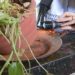 Imóveis focos de aedes aegypti campos rj