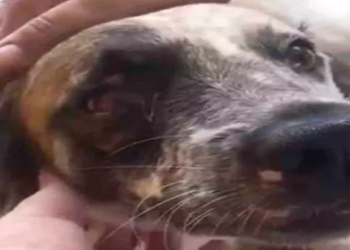 Beethoven levou um tiro na mandíbula que atingiu também o olho direito