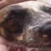 Beethoven levou um tiro na mandíbula que atingiu também o olho direito