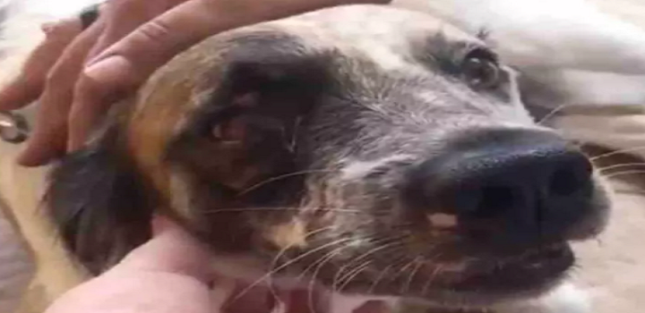 Beethoven levou um tiro na mandíbula que atingiu também o olho direito