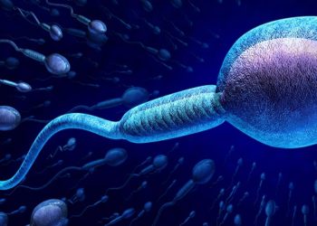 pesquisa de Swan sugere que a contagem de espermatozoides pode chegar a zero até 2045