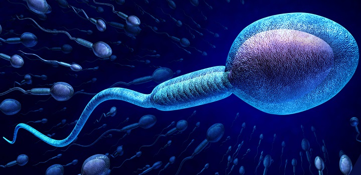 pesquisa de Swan sugere que a contagem de espermatozoides pode chegar a zero até 2045