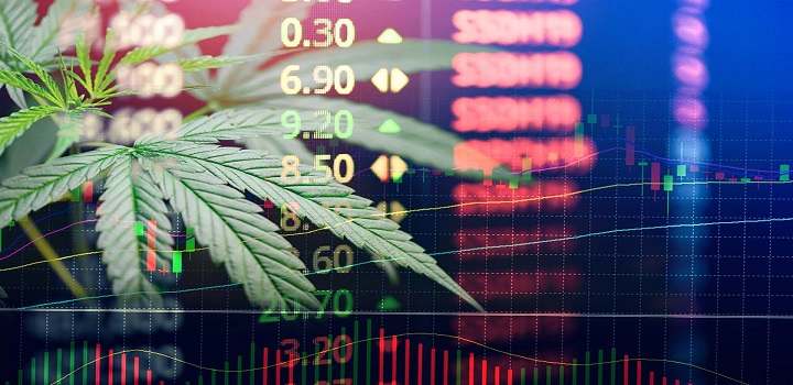 XP fundo de investimentos cannabis