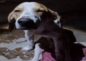 Cão fica ferido após defender dona