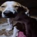Cão fica ferido após defender dona