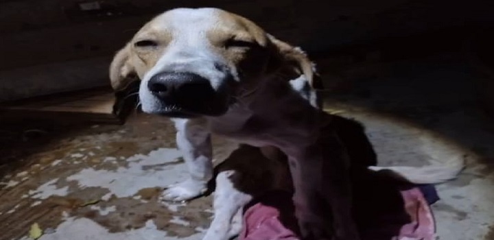 Cão fica ferido após defender dona