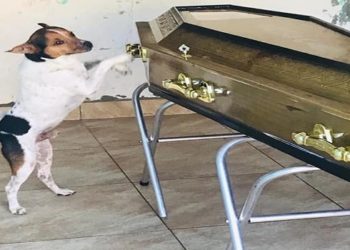 Cachorro chora e acompanha velório da tutora ao lado do caixão em Camaçari, na Bahia: 'Ela o tinha como um filho'