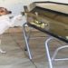 Cachorro chora e acompanha velório da tutora ao lado do caixão em Camaçari, na Bahia: 'Ela o tinha como um filho'