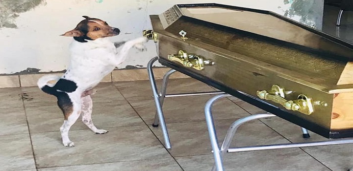 Cachorro chora e acompanha velório da tutora ao lado do caixão em Camaçari, na Bahia: 'Ela o tinha como um filho'