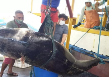 aTUM foi mantido conservado apenas com gelo, procedimento padrão em barcos que não contam com sistema de refrigeração