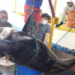 aTUM foi mantido conservado apenas com gelo, procedimento padrão em barcos que não contam com sistema de refrigeração