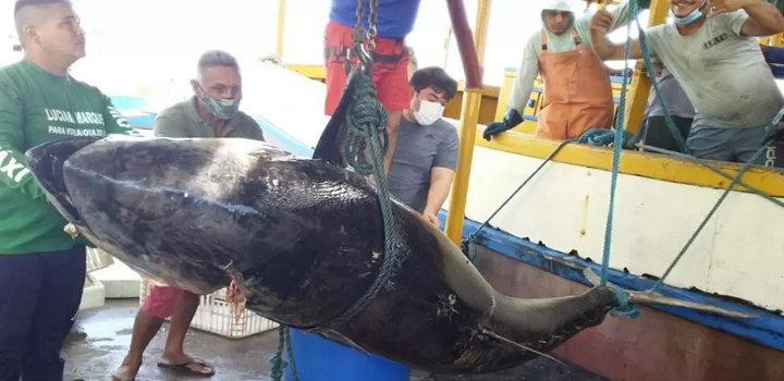 aTUM foi mantido conservado apenas com gelo, procedimento padrão em barcos que não contam com sistema de refrigeração