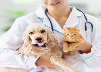 Porto Segura cria plano de saúde para pets