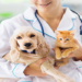 Porto Segura cria plano de saúde para pets
