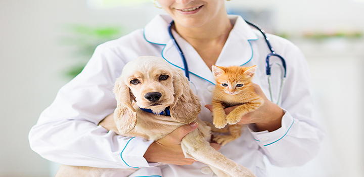 Porto Segura cria plano de saúde para pets
