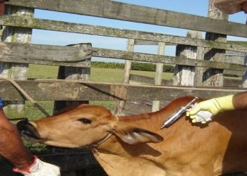 Raiva animal em Porciúncula