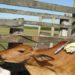 Raiva animal em Porciúncula