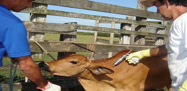 Raiva animal em Porciúncula