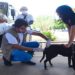 Ação acontece das 8h às 13h, na principal praça da localidade. Um veterinário estará aplicando a vacina nos pets e orientando os tutores quanto a alimentação adequada, banho e tosa.